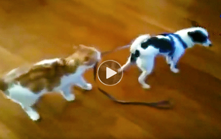 Cats-annoying-dogs-is-best-funny-youtube-compilation