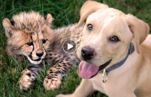 Funny-and-heartwarming-dog-video-for-kids-of-cheetah-and-puppy-friendship
