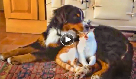 Funny video of Dogs many humorous persistent efforts to be friends with cats