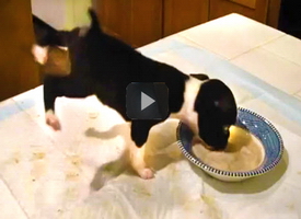 Funny-video-of-puppy-eating-in-weird-way