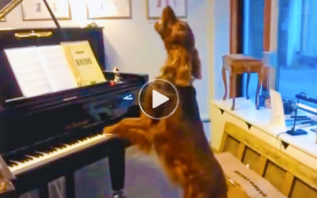 Very-funny-dog-plays-pianos-and-sings-in-this-hilarious-youtube-viral-video-for-kids