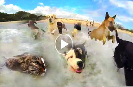 Youtube-funny-dog-video-of-dogs-having-a-beach-party-with-a-cat-swimming-in-the-ocean-with-them,-viral-video-clip-for-kids