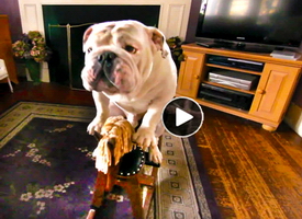 best funny viral dog video-of-Gabe-the-bulldog-doing-tricks and humorous stunts good clip for kids