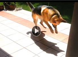 best youtube funny dog video shows german shepard who thinks his shadow is a monster he must stomp on