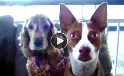 Funny Dog Video | what's the magic word that freezes these nutty mutts?