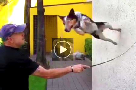 funny-dog-video-of-crazy-canine-Jumpy-doing-amazing-stunts-and-humorous-tricks