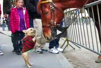 Video-of-small-bulldog-who-meets-big-police-horse-decides-they-should-be-friends