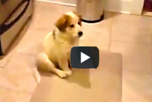 Funny-youtube-video-of-puppy-learning-how-to-catch is great video clip for kids