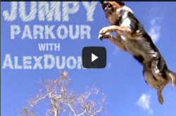 Funny youtube dog video with extreme stunt dog Jumpy, parkour athlete Alex Duong, T