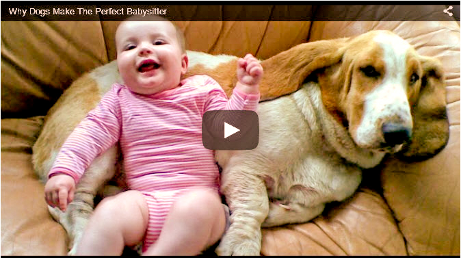 Funny youtube dog video showing puppies babysitting their family's children in a very humorous way