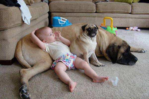 Photography of babies thriving and having fun with their pets - 5