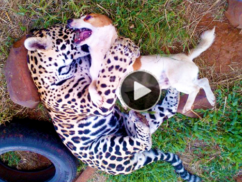 Amuzing-&-touching-video-of-dog-and-jaguar-who-are-best-friends,-live,-eat,-play-together