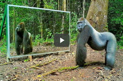 Funny animal video showing reactions of jungle creatures seeing their mirror reflections for the first time -t