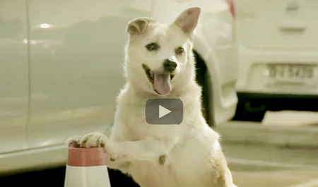 Funny Dog Video | good samaritan dog surprises new friend