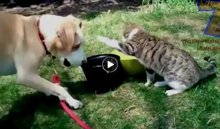 Funny-youtube-video-of-cats-annoying-dogs-over-and-over-again-in-hilarious-ways