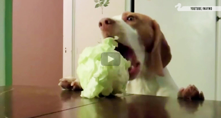 This is the best funny youtube video of dogs trying to steal food off tables