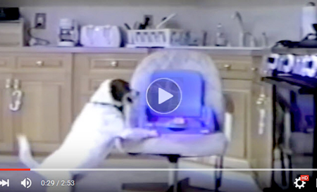 Best funniest video-of-dogs-stealing all kinds of-food-from-the-kitchen