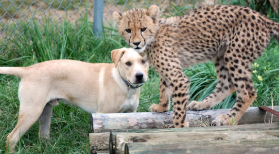 Funny and heartwarming dog and cat video for kids of cheetah and puppy friendship