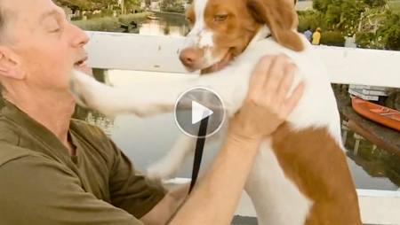 A goofy dog having fun running around famous Venice Canals in funny youtube clip for kids