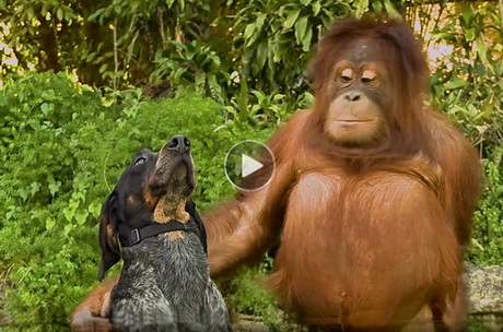 Humorous dog and cat video with unlikely interspecies friendships with elephants, monkeys, deer, lions, rhinos T