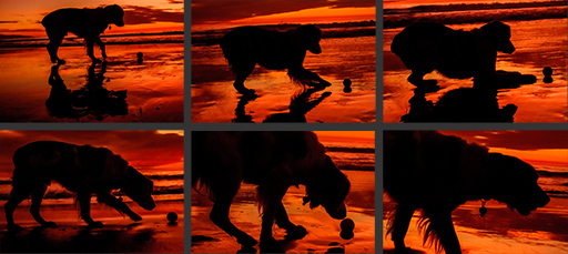 Nutty Nunzi dog playing fetch at Venice Beach CA at sunset;