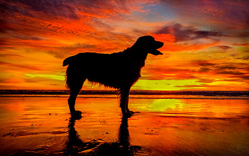Nunzi - venice beach sunset dog