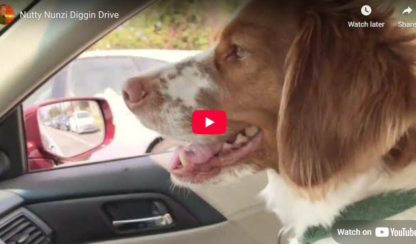 Nutty Nunzi Tall Tail Tales - Nutty Nunzi Diggin Drive video