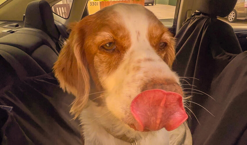 A dog, Nutty Nunzi, waiting in his car and whining and complaining about his dad, Gregory Mancuso, is taking too long to carry groceries from car to their Los Angeles house.