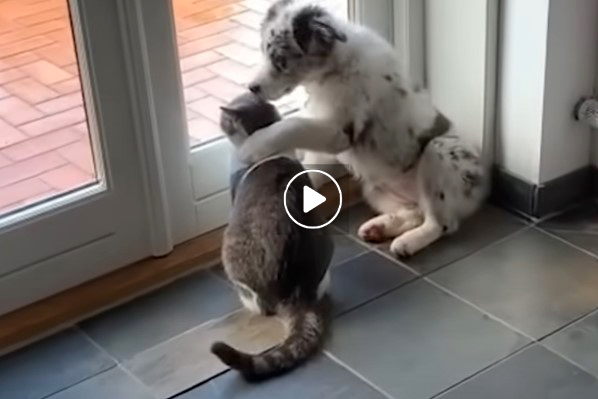 Funny video of dogs and cats goofy and sweet friendships together