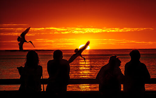 A colorful sunset viewed from the Venice Pier with great silhouettes of people against the ocean background. And pelicans are flying and swooping across the sun.