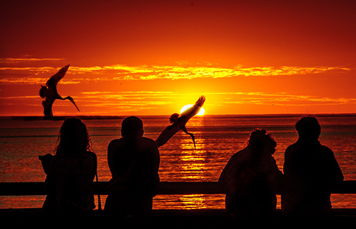 A colorful sunset viewed from the Venice Pier with great silhouettes of people against the ocean background. And pelicans are flying and swooping across the sun.