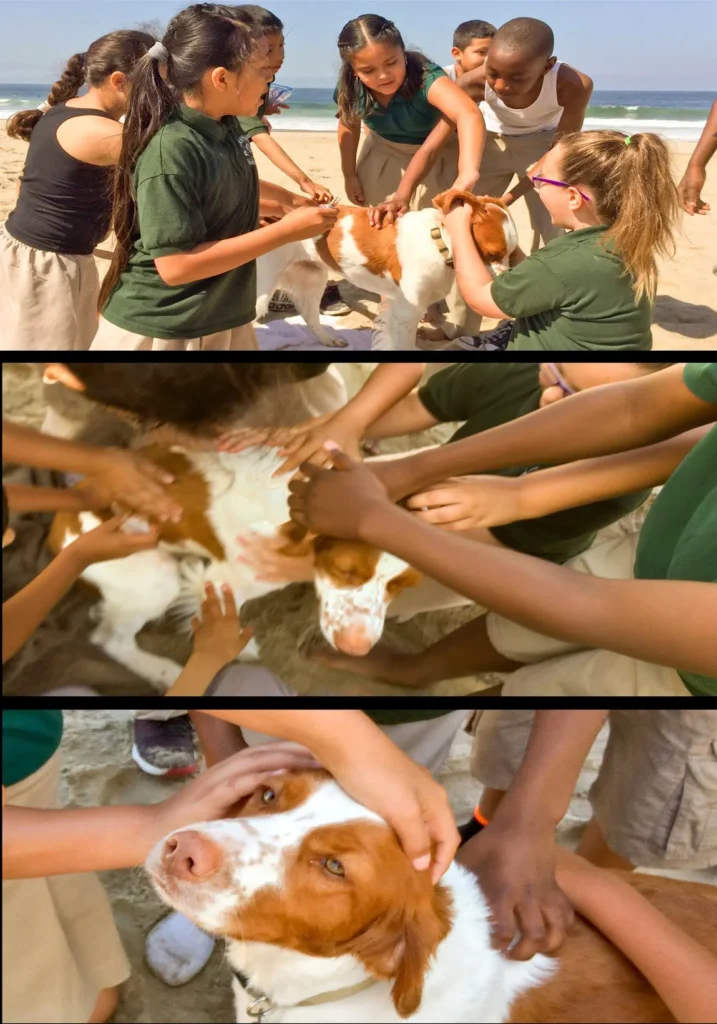 A three-panel collage of Nunzi the Brittany dog being happily petted by a group of smiling school children on a sunny beach.